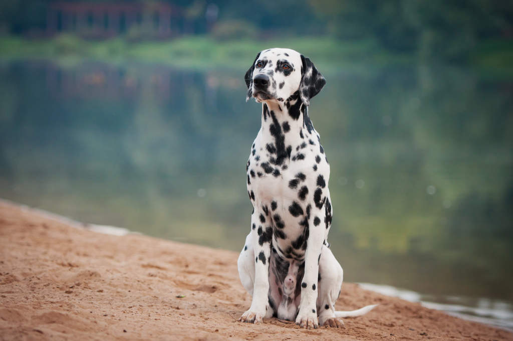 Dalmatian