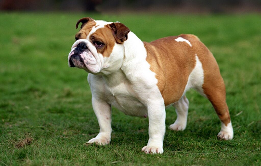 English Bulldog