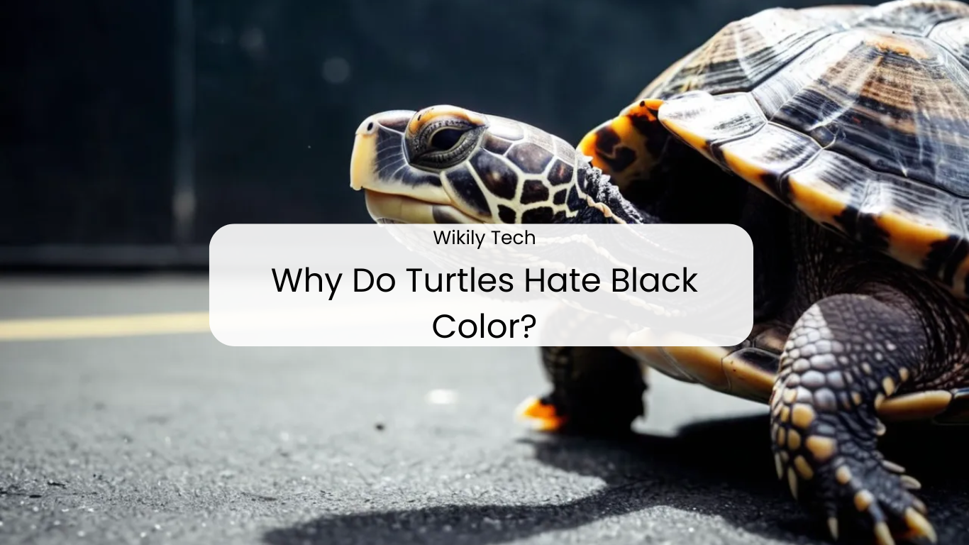 Why Do Turtles Hate Black Color?